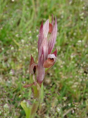 Serapias parviflora