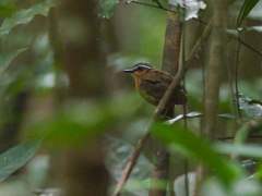 Conopophaga melanops