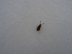 Strobilotoma typhaecornis