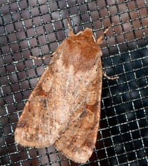 Orthosia rubescens