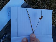Juncus distegus