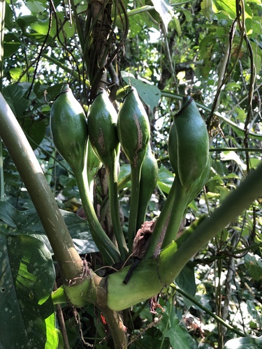 Syngonium podophyllum