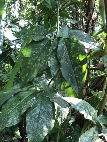 Syngonium podophyllum