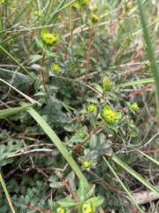 Euphorbia hirsuta