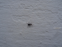 Cyrtosus cyanipennis