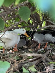 Anas platyrhynchos domesticus