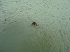 Clogmia albipunctata