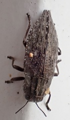 Dicerca punctulata