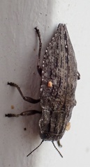 Dicerca punctulata