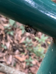 Arctiinae