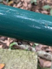 Arctiinae