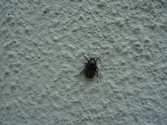 Oxythyrea funesta