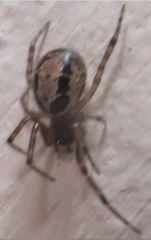 Steatoda nobilis