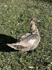 Cairina moschata domestica