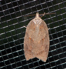 Acleris maccana