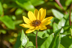 Helianthus debilis