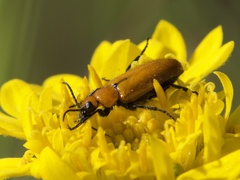 Nemognatha scutellaris