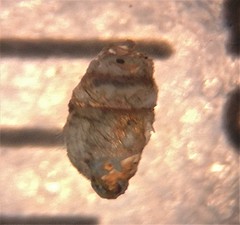 Vertigo gouldii
