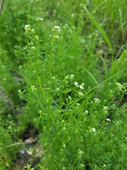 Galium obtusum
