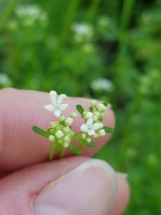 Galium obtusum
