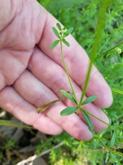 Galium obtusum