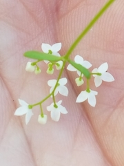 Galium obtusum