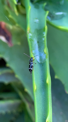 Phymatodes nitidus