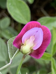 Lathyrus clymenum