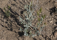 Chenopodium fremontii