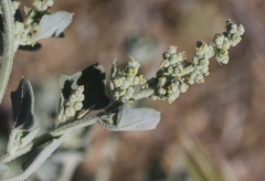 Chenopodium fremontii