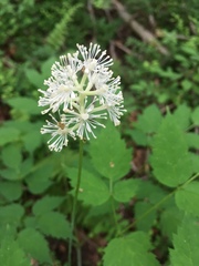 Actaea rubra