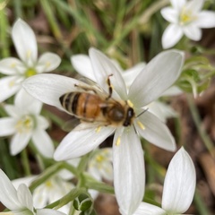 Apis mellifera