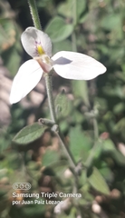 Carlowrightia