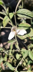 Carlowrightia