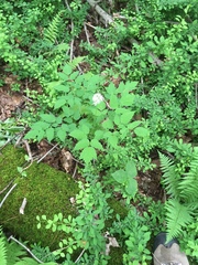 Actaea rubra