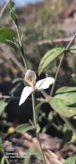 Carlowrightia