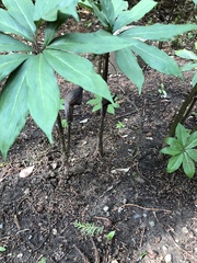 Arisaema thunbergii urashima