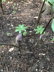 Arisaema thunbergii urashima