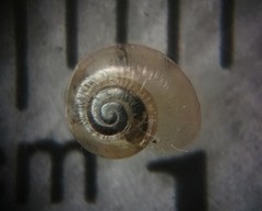 Glyphyalinia wheatleyi