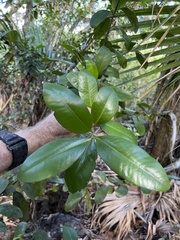 Myrsine cubana
