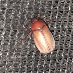 Phyllophaga obsoleta
