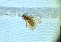 Labidus