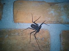 Phrynus garridoi