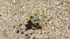 Eriogonum reniforme