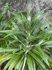 Carlina salicifolia subsp. salicifolia image