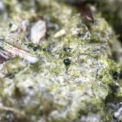 Mniaecia jungermanniae