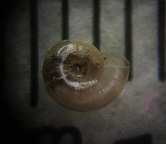 Glyphyalinia wheatleyi