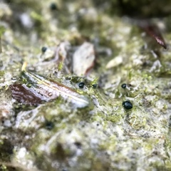 Mniaecia jungermanniae