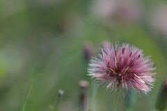 Noticastrum diffusum