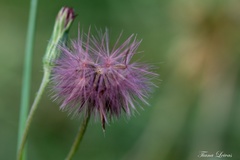 Noticastrum diffusum